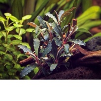 Aanbieding Bucephalandra mix
